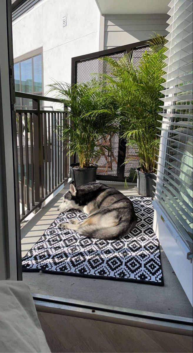 The “Fur Baby” Factor: Finding a Pet-Friendly Foreclosure